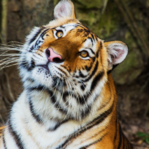 #122 Der internationale Tag des Tigers