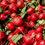 Go - German Podcast: Lernen ohne Stress!