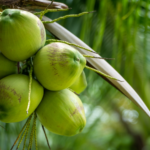 Go - German Podcast: Lernen ohne Stress!